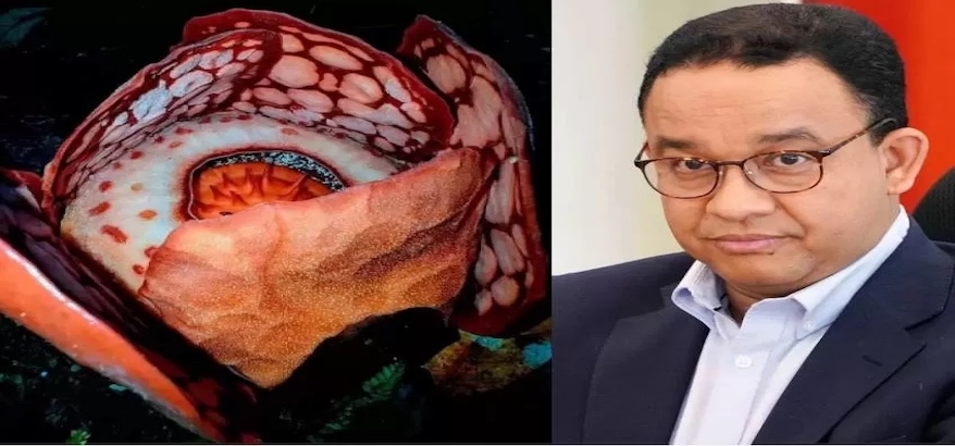 Anies Baswedan Protes ke Oxford: “Peneliti Indonesia Bukan NPC” — Soal Nama yang Hilang di Temuan Rafflesia hasseltii